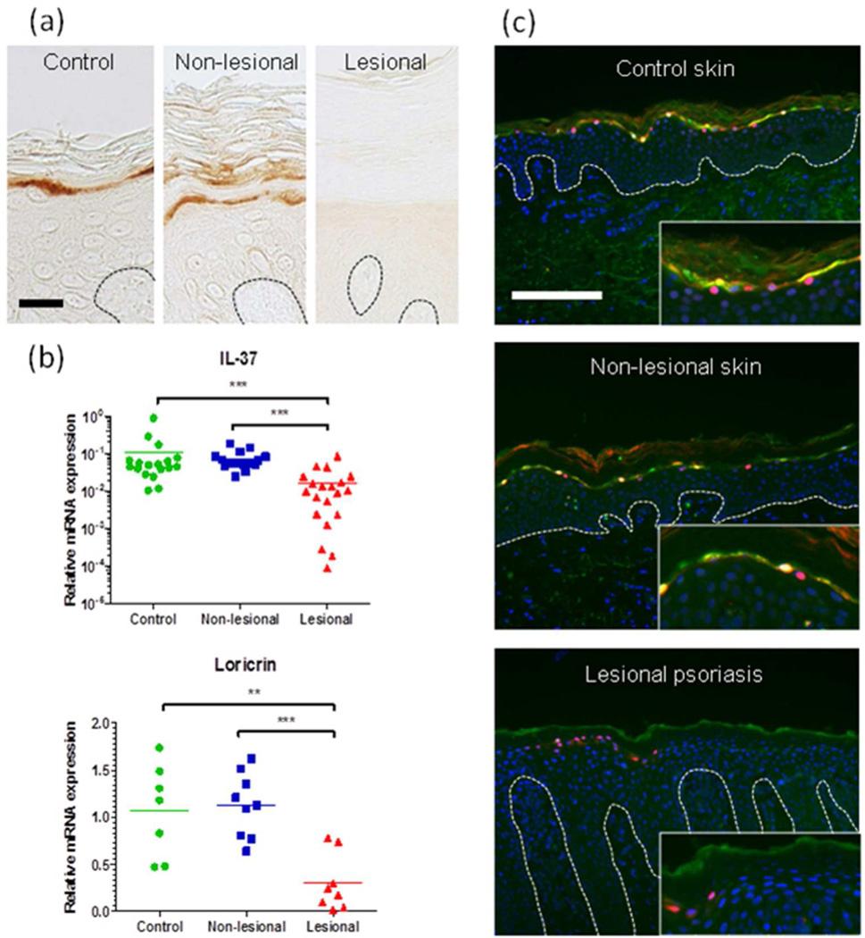 https://cdn.ncbi.nlm.nih.gov/pmc/blobs/6feb/4057954/a98d46f083c3/nihms556360f4.jpg