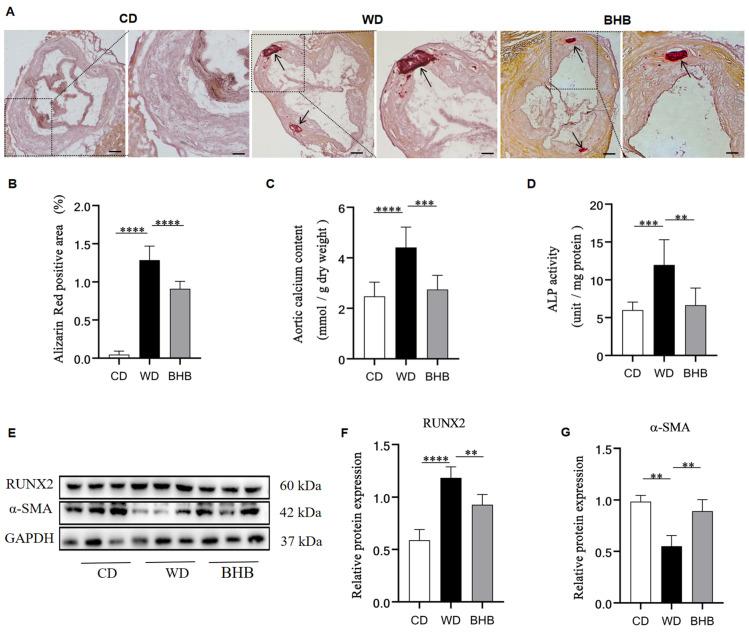 https://cdn.ncbi.nlm.nih.gov/pmc/blobs/6fee/11722964/a42c92e48286/nutrients-17-00111-g003.jpg