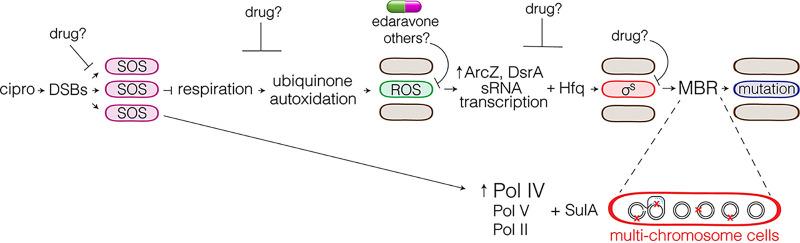https://cdn.ncbi.nlm.nih.gov/pmc/blobs/6ff0/9239211/ed28fe4f5fc2/mbio.01074-22-f002.jpg