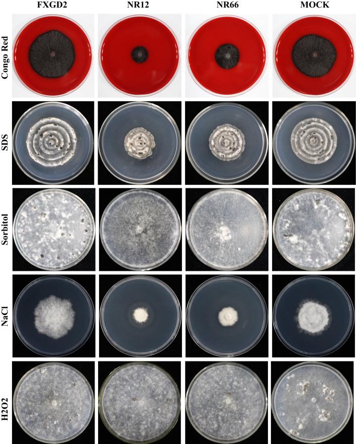 https://cdn.ncbi.nlm.nih.gov/pmc/blobs/6ff1/10277653/54143f507a2c/fpls-14-1096831-g004.jpg