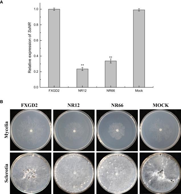 https://cdn.ncbi.nlm.nih.gov/pmc/blobs/6ff1/10277653/792f322eb26d/fpls-14-1096831-g003.jpg