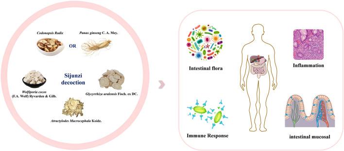 https://cdn.ncbi.nlm.nih.gov/pmc/blobs/6ff5/11913818/a2c0eb9488f9/fphar-16-1464498-g001.jpg