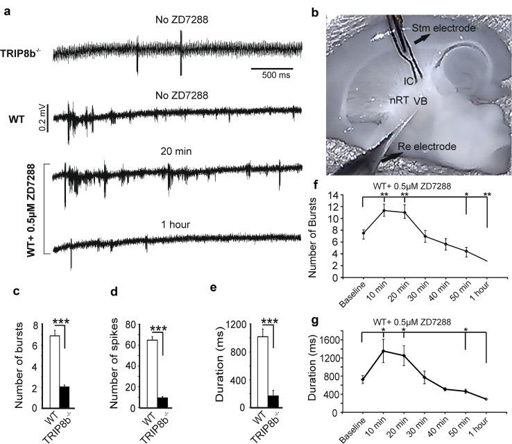 https://cdn.ncbi.nlm.nih.gov/pmc/blobs/6ff8/5869905/9b5d04a2694e/429_2017_1559_Fig8_HTML.jpg