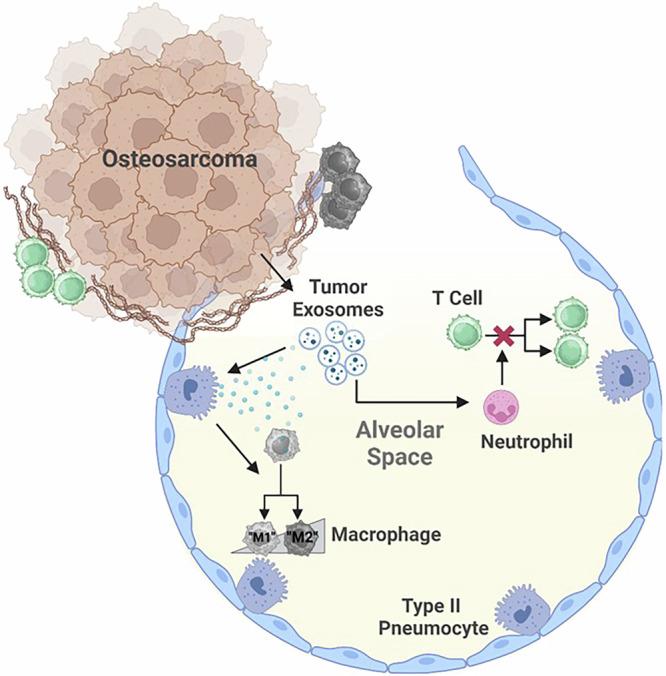 https://cdn.ncbi.nlm.nih.gov/pmc/blobs/6ffd/12081698/34a14000edf3/42003_2025_7992_Fig2_HTML.jpg