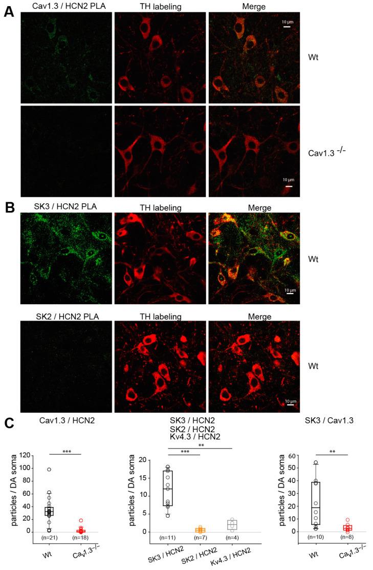 https://cdn.ncbi.nlm.nih.gov/pmc/blobs/6ffe/11172389/1c3eb4ce9582/cells-13-00944-g007.jpg