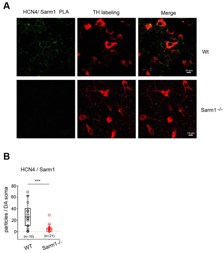 https://cdn.ncbi.nlm.nih.gov/pmc/blobs/6ffe/11172389/400db5f5162d/cells-13-00944-g009.jpg