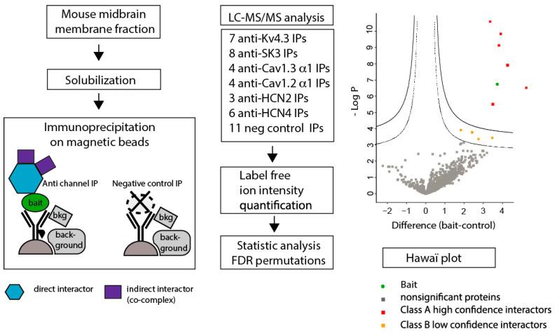 https://cdn.ncbi.nlm.nih.gov/pmc/blobs/6ffe/11172389/647da363d494/cells-13-00944-g003.jpg