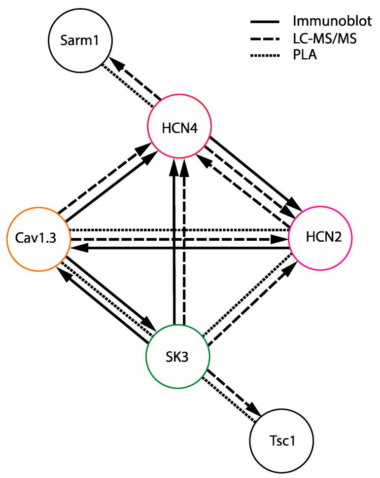 https://cdn.ncbi.nlm.nih.gov/pmc/blobs/6ffe/11172389/84ef2534a0ff/cells-13-00944-g010.jpg