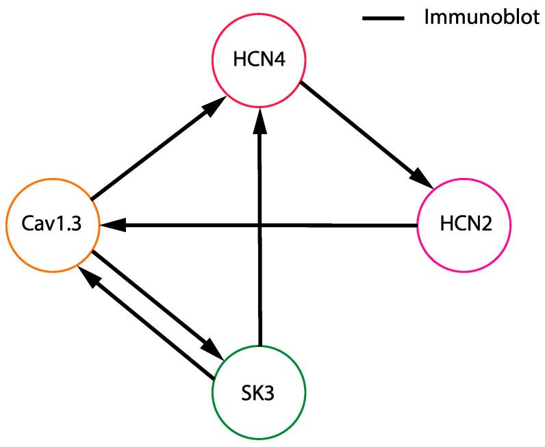 https://cdn.ncbi.nlm.nih.gov/pmc/blobs/6ffe/11172389/851da149c51a/cells-13-00944-g002.jpg