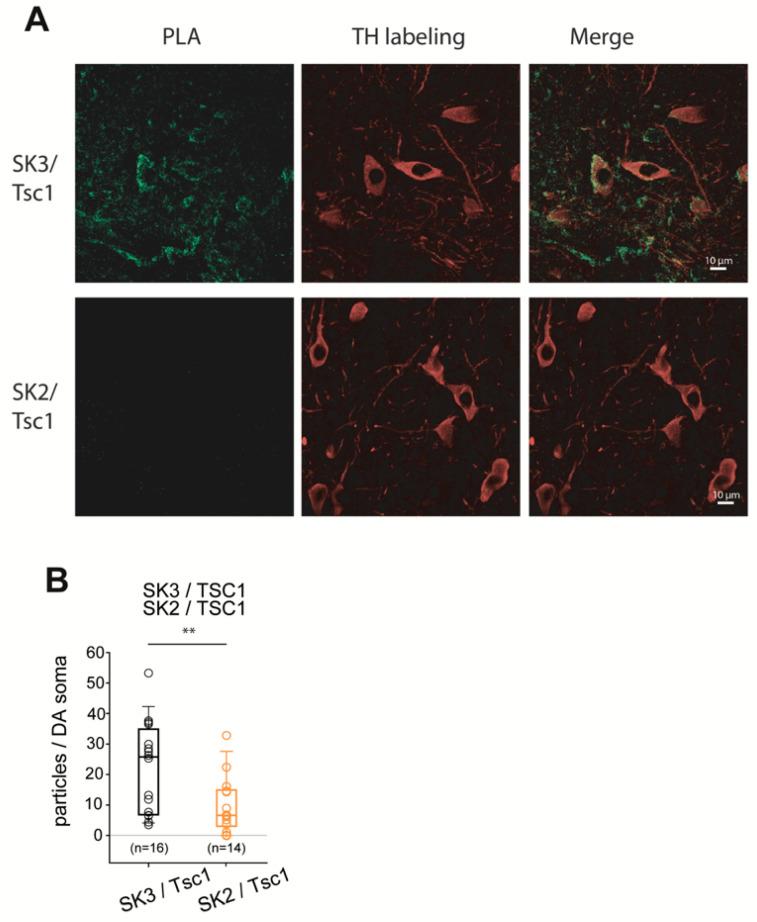 https://cdn.ncbi.nlm.nih.gov/pmc/blobs/6ffe/11172389/8527923ed4ed/cells-13-00944-g008.jpg