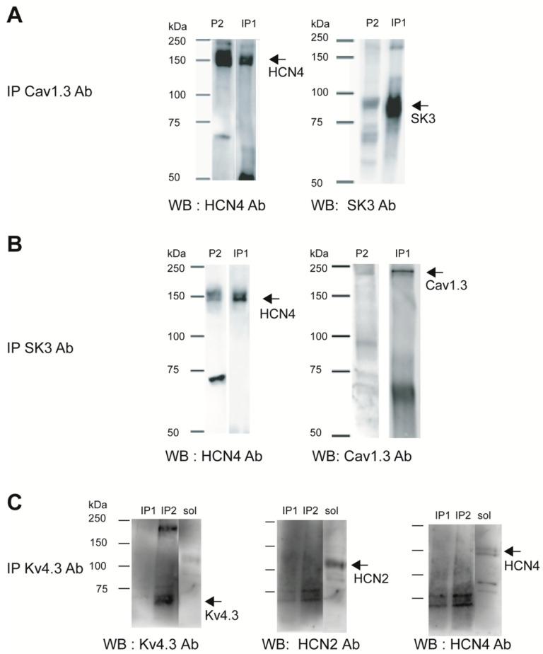 https://cdn.ncbi.nlm.nih.gov/pmc/blobs/6ffe/11172389/b00940a5b49e/cells-13-00944-g001.jpg