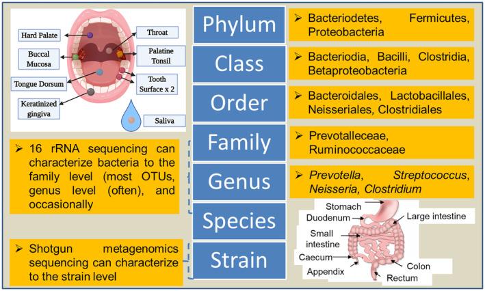 https://cdn.ncbi.nlm.nih.gov/pmc/blobs/7000/10563736/31a575f330c4/FSN3-11-5657-g004.jpg