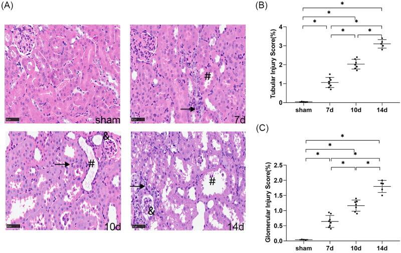 https://cdn.ncbi.nlm.nih.gov/pmc/blobs/7000/9543178/c6e0db899f6c/IRNF_A_2126790_F0003_C.jpg