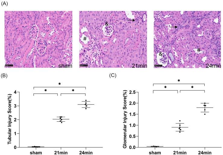 https://cdn.ncbi.nlm.nih.gov/pmc/blobs/7000/9543178/cf26376f5c29/IRNF_A_2126790_F0009_C.jpg