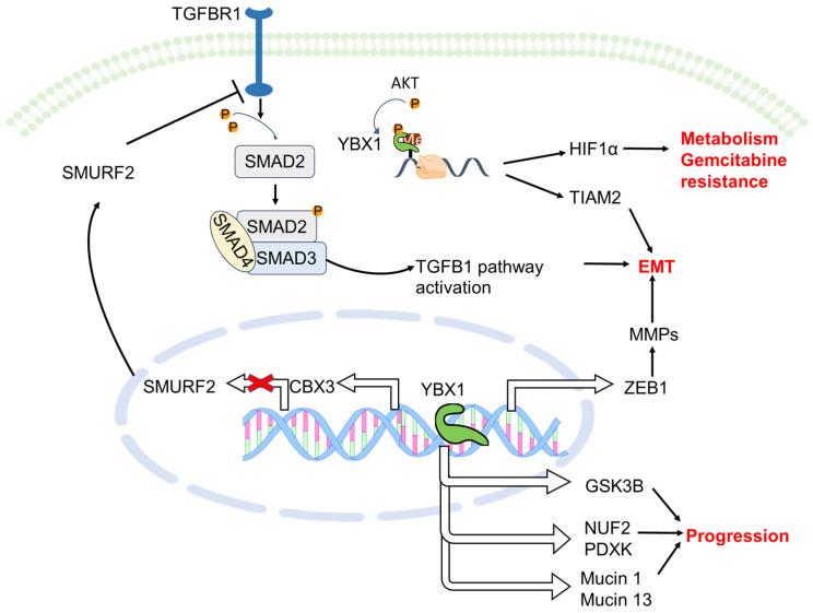 https://cdn.ncbi.nlm.nih.gov/pmc/blobs/7001/10815159/131683cbe028/ijms-25-00717-g003.jpg