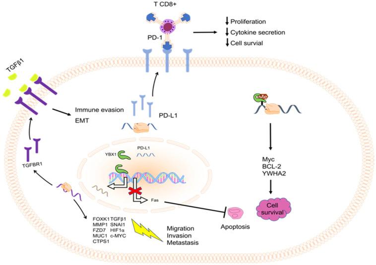 https://cdn.ncbi.nlm.nih.gov/pmc/blobs/7001/10815159/4243e2ef0aa4/ijms-25-00717-g002.jpg