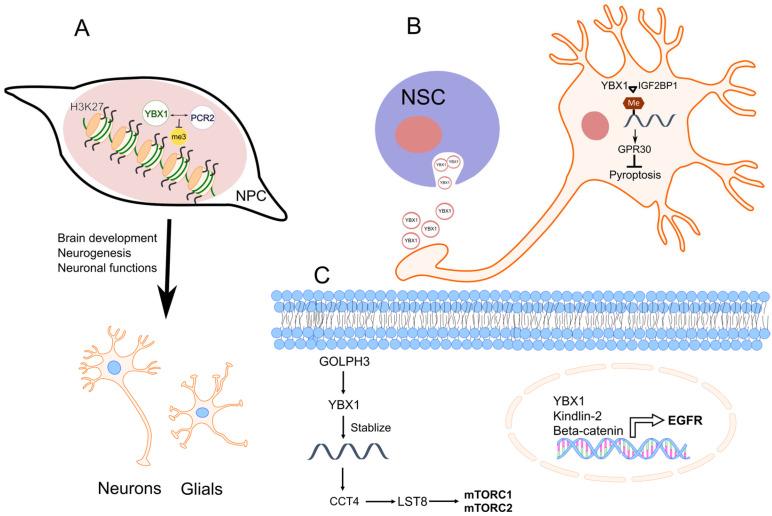 https://cdn.ncbi.nlm.nih.gov/pmc/blobs/7001/10815159/70f271678ecc/ijms-25-00717-g004.jpg