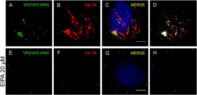https://cdn.ncbi.nlm.nih.gov/pmc/blobs/7003/5465193/90f5f780084e/41598_2017_3036_Fig8_HTML.jpg