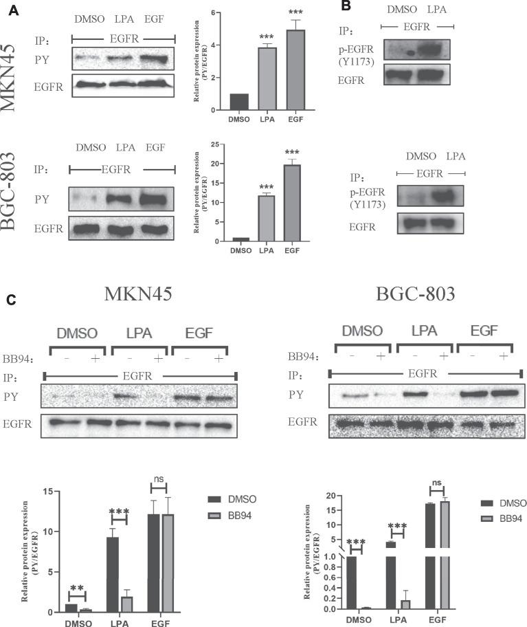 https://cdn.ncbi.nlm.nih.gov/pmc/blobs/7003/8511314/62e487dc1ce1/fphar-12-706240-g005.jpg