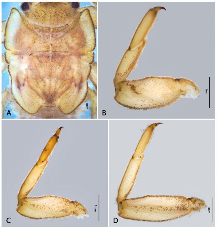 https://cdn.ncbi.nlm.nih.gov/pmc/blobs/7006/8397031/54349149ce9e/insects-12-00723-g003.jpg