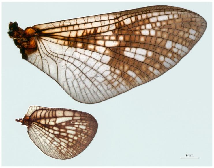 https://cdn.ncbi.nlm.nih.gov/pmc/blobs/7006/8397031/8c340eadcf5a/insects-12-00723-g008.jpg