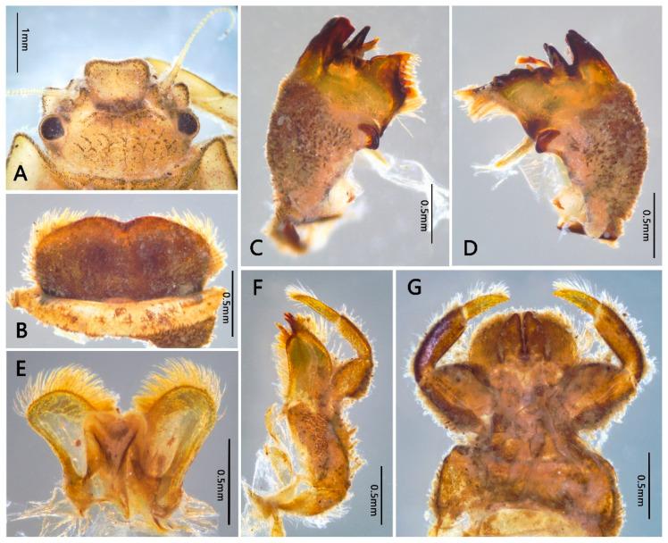 https://cdn.ncbi.nlm.nih.gov/pmc/blobs/7006/8397031/d4c328616aa2/insects-12-00723-g002.jpg