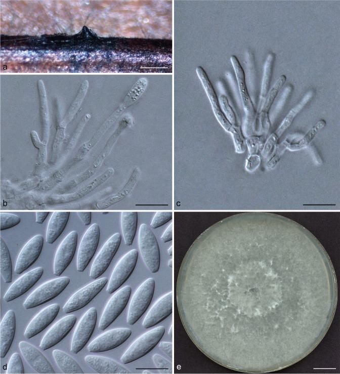 https://cdn.ncbi.nlm.nih.gov/pmc/blobs/7007/6146638/02c424a6b1f8/per-40-63-g008.jpg