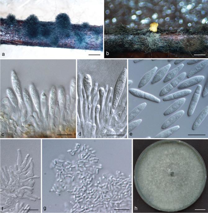 https://cdn.ncbi.nlm.nih.gov/pmc/blobs/7007/6146638/757dc4346287/per-40-63-g007.jpg