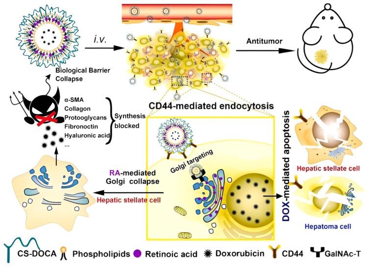 https://cdn.ncbi.nlm.nih.gov/pmc/blobs/700d/12345942/fbfaac155d05/IJN-20-9857-g0005.jpg
