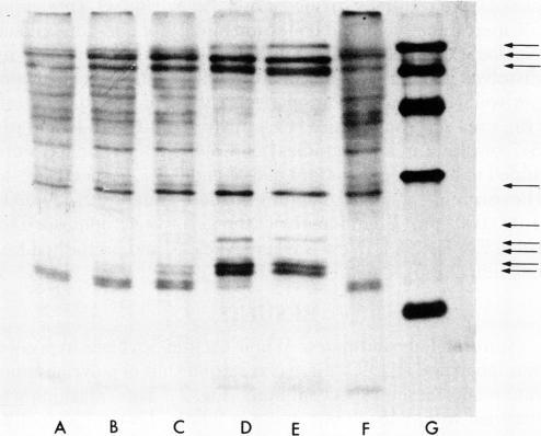 https://cdn.ncbi.nlm.nih.gov/pmc/blobs/7011/319602/20035e67805d/pnas00657-0266-b.jpg