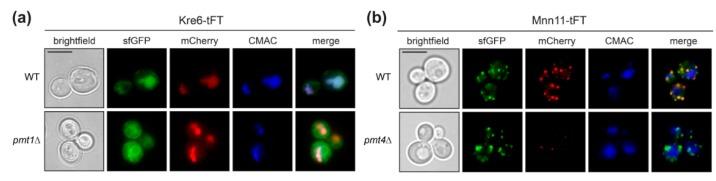 https://cdn.ncbi.nlm.nih.gov/pmc/blobs/7014/6222916/6bd72fd23162/molecules-23-02622-g004.jpg