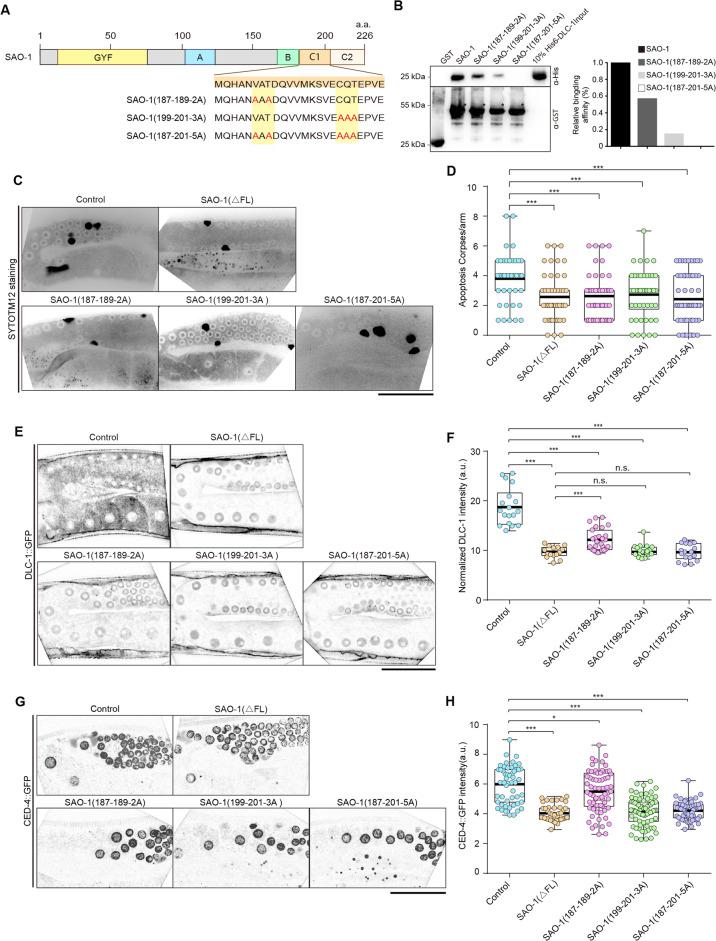 https://cdn.ncbi.nlm.nih.gov/pmc/blobs/7018/9630320/f674d4c382d9/41420_2022_1233_Fig5_HTML.jpg
