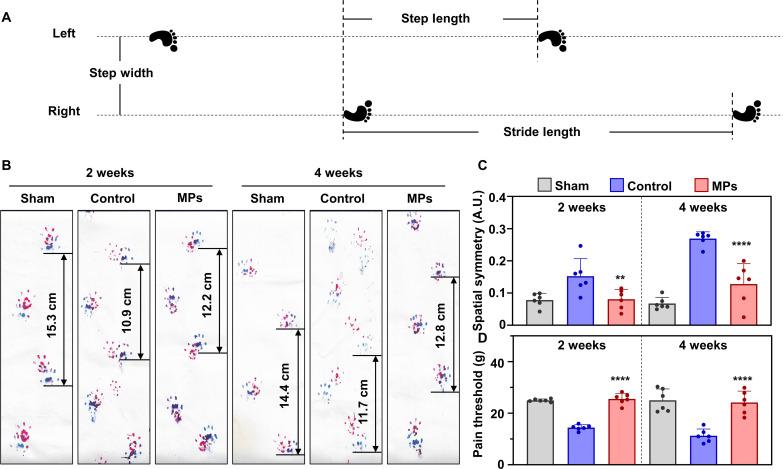 https://cdn.ncbi.nlm.nih.gov/pmc/blobs/701a/10923500/57e1c58a011d/sciadv.adk6084-f7.jpg