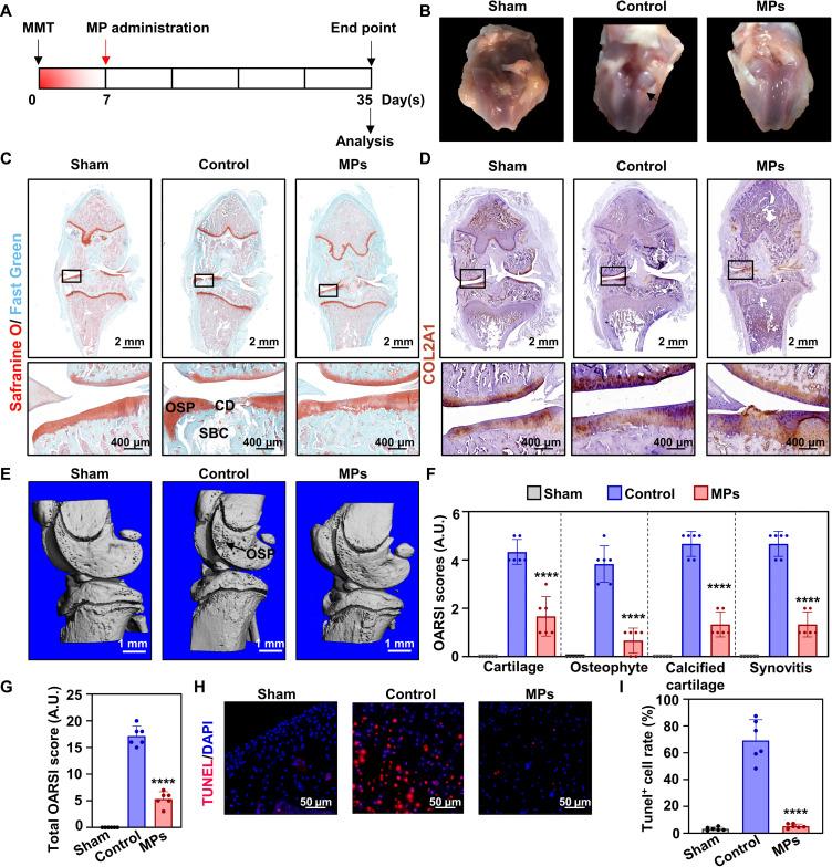 https://cdn.ncbi.nlm.nih.gov/pmc/blobs/701a/10923500/94199eeea990/sciadv.adk6084-f8.jpg