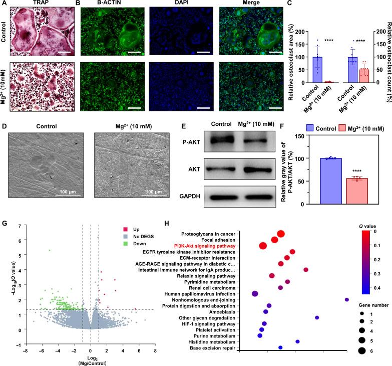 https://cdn.ncbi.nlm.nih.gov/pmc/blobs/701a/10923500/998ddf10bf20/sciadv.adk6084-f5.jpg
