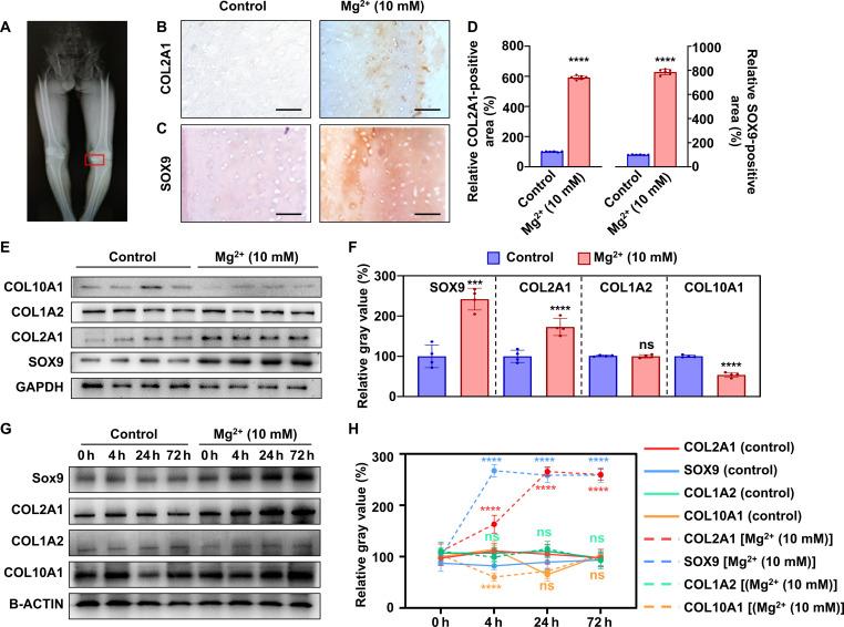 https://cdn.ncbi.nlm.nih.gov/pmc/blobs/701a/10923500/b5c60bcae229/sciadv.adk6084-f2.jpg