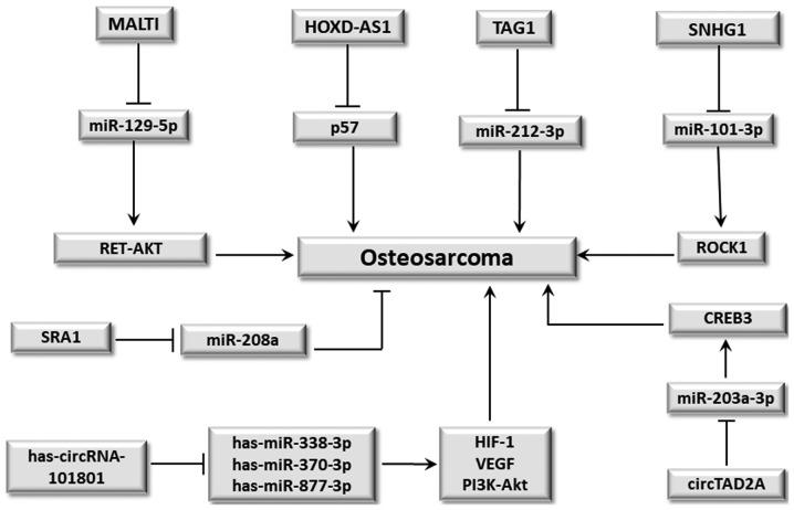 https://cdn.ncbi.nlm.nih.gov/pmc/blobs/701d/6955653/0d8f9a9e74f8/ol-19-02-1099-g02.jpg