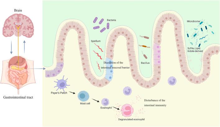 https://cdn.ncbi.nlm.nih.gov/pmc/blobs/701e/9214042/83473462ee63/fphys-13-910568-g001.jpg