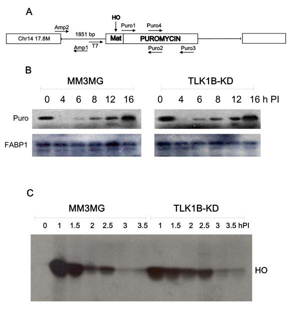 https://cdn.ncbi.nlm.nih.gov/pmc/blobs/7020/2803485/6f12924c55ae/1471-2199-10-110-4.jpg