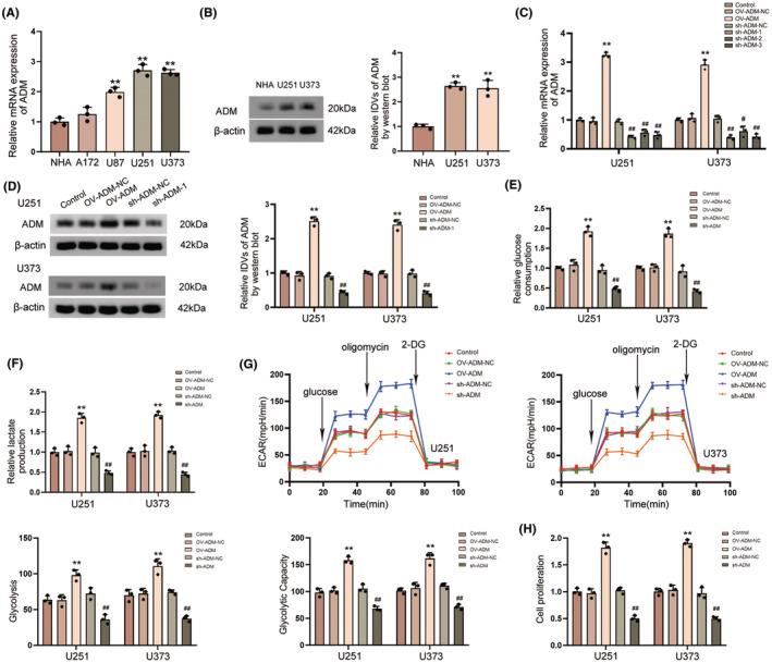 https://cdn.ncbi.nlm.nih.gov/pmc/blobs/7021/10853657/71a15d88ab8e/CNS-30-e14601-g011.jpg