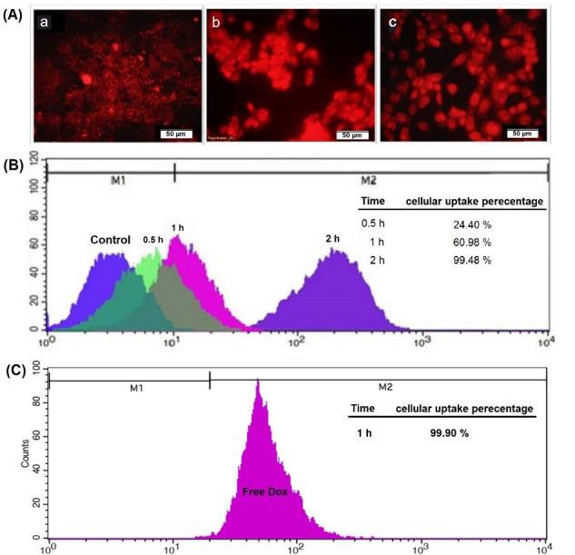 https://cdn.ncbi.nlm.nih.gov/pmc/blobs/7025/10329751/575678ce7e40/bi-13-207-g006.jpg