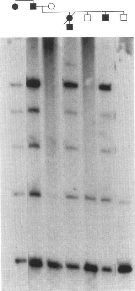 https://cdn.ncbi.nlm.nih.gov/pmc/blobs/7027/2230032/e5d80e1f6e22/molmed00037-0084-a.jpg