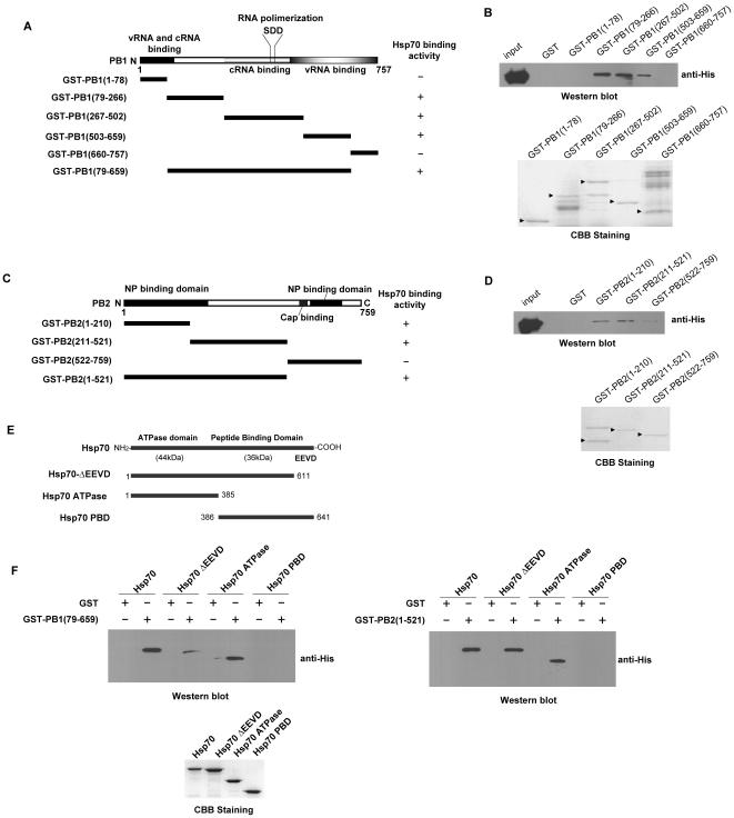 https://cdn.ncbi.nlm.nih.gov/pmc/blobs/7027/3044721/e0d9ea2c48b9/pone.0016546.g002.jpg