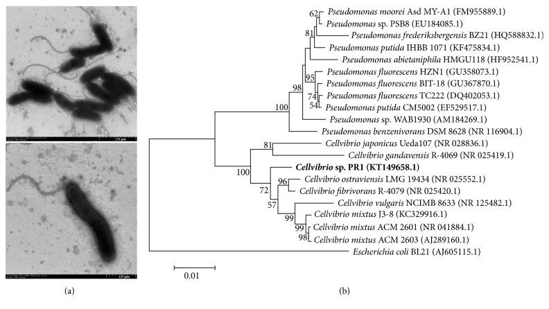 https://cdn.ncbi.nlm.nih.gov/pmc/blobs/7029/5536142/e57380851ee2/BMRI2017-6304248.001.jpg