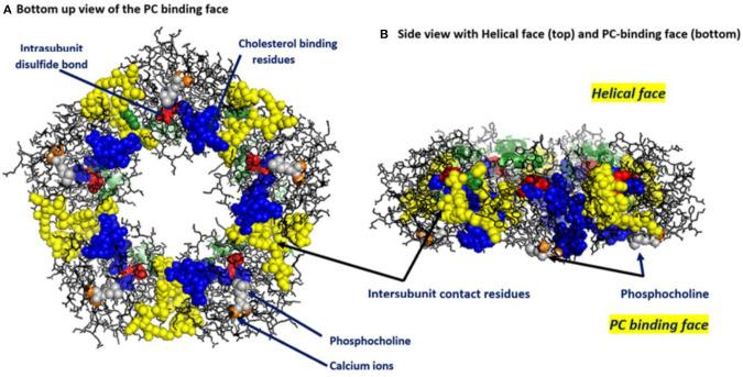 https://cdn.ncbi.nlm.nih.gov/pmc/blobs/702c/7511658/27246b16a3cb/fimmu-11-02126-g0001.jpg