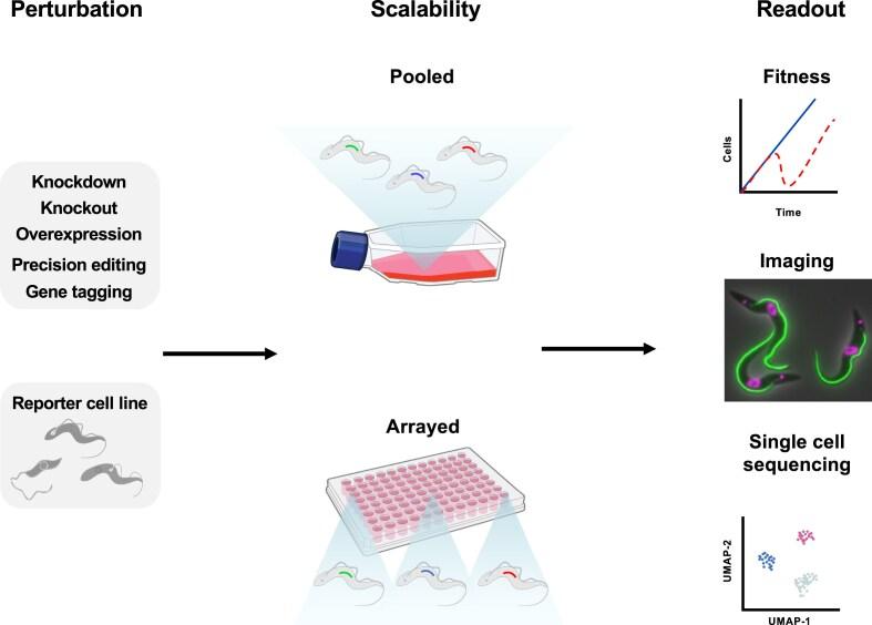 https://cdn.ncbi.nlm.nih.gov/pmc/blobs/702d/12203798/8945efadd947/gkaf515fig1.jpg