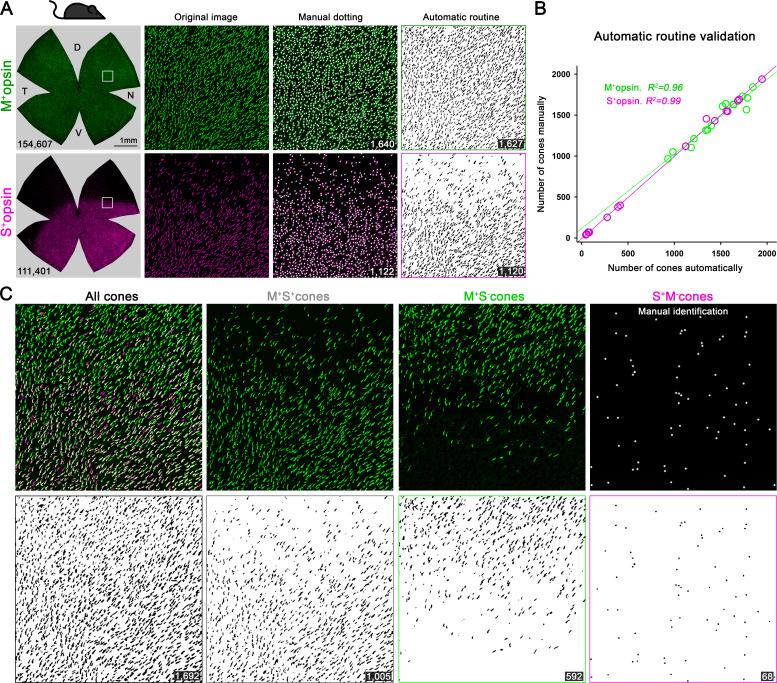 https://cdn.ncbi.nlm.nih.gov/pmc/blobs/702d/7308094/4751663d6f2b/elife-56840-fig2-figsupp1.jpg