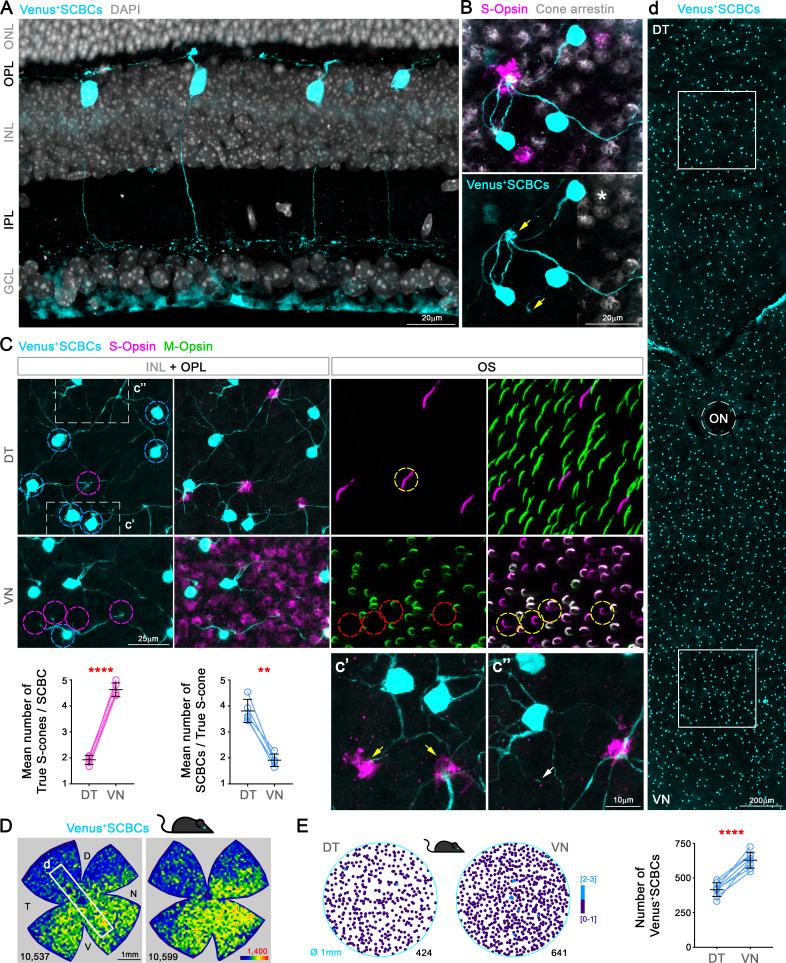https://cdn.ncbi.nlm.nih.gov/pmc/blobs/702d/7308094/eb063259b83c/elife-56840-fig3.jpg