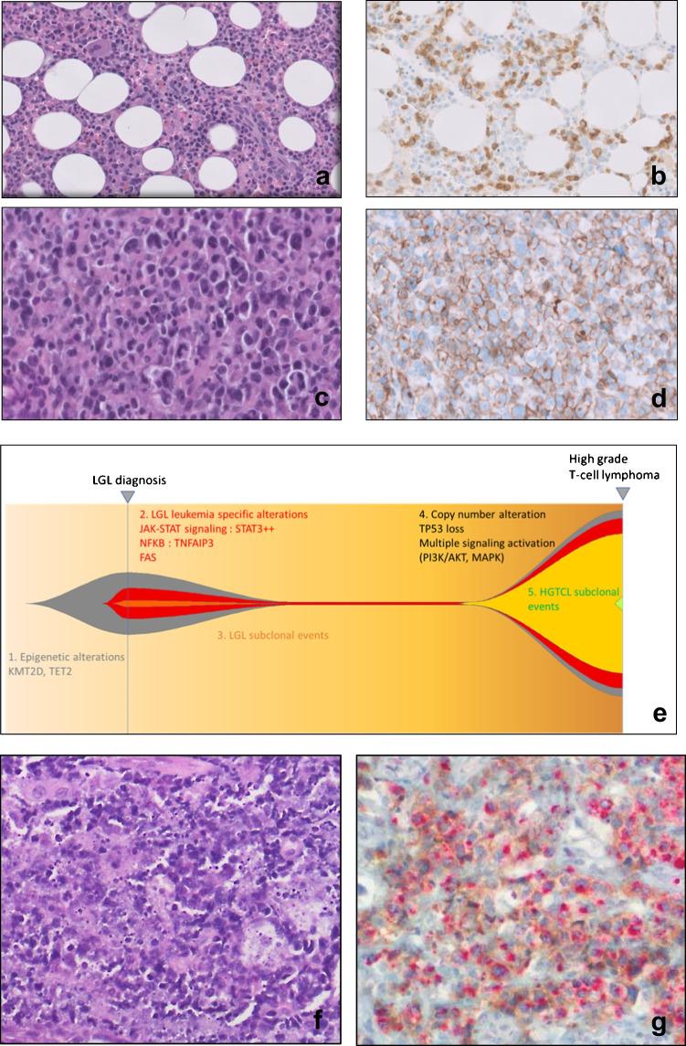 https://cdn.ncbi.nlm.nih.gov/pmc/blobs/7030/10542298/04648ea7980f/428_2023_3616_Fig4_HTML.jpg