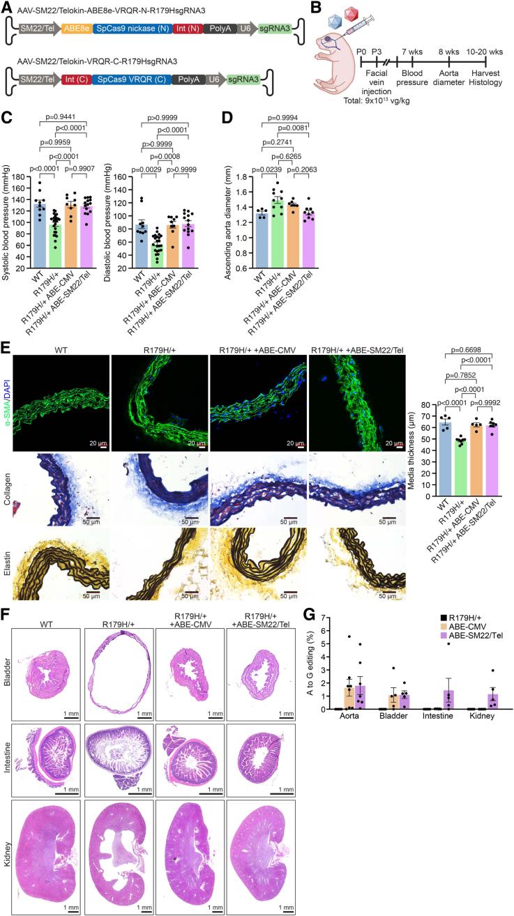 https://cdn.ncbi.nlm.nih.gov/pmc/blobs/7031/12356575/9cc83d490281/cir-152-465-g006.jpg